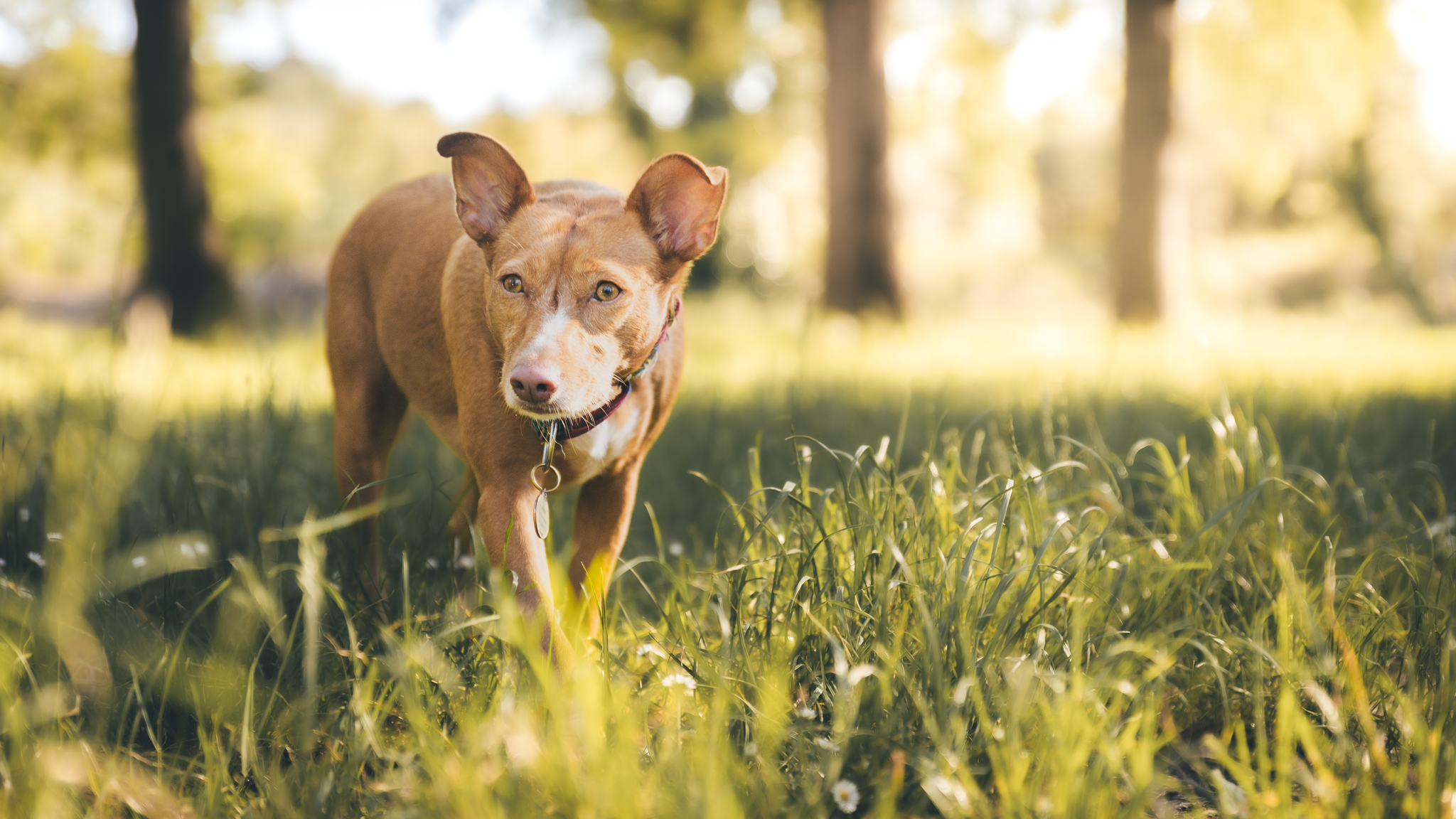 Deux chiens photographiés en extérieur